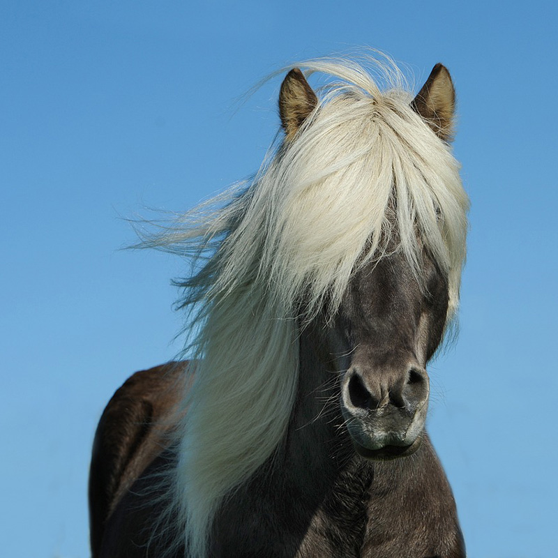 Bijoux en Crin de Cheval : Des Créations Uniques et Personnalisées par la Maison Ausica